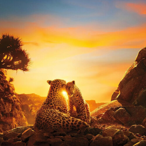 two cheetas in the sun